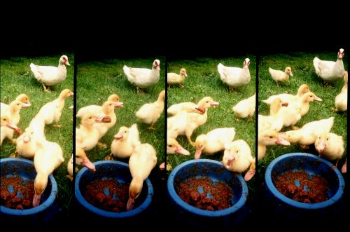 photo lomographie, Repas des voraces cannetons, Sandau (Elbe)