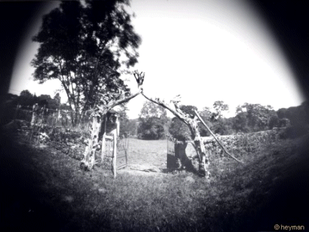 Pinhole, L'If � l'entr�e du jardin, massacr� pour empoisonnement de vaches