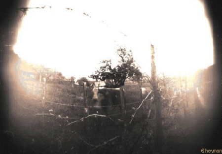 Photo pinhole en Is�re,   Une vache dauphinoise 