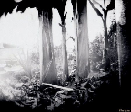 Photo pinhole en Is�re, Des bananiers grenoblois